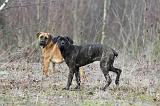CANE CORSO 788